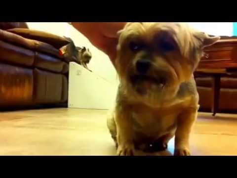 yorkshire terrier coughing choking