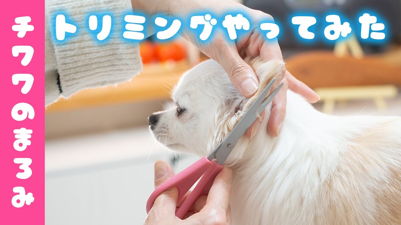 トリマー目線カメラ 自宅で白いチワワのトリミングしてみた Youtube