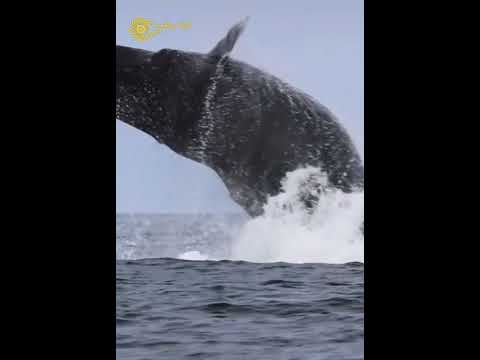 حوت يطير فالهواء بشكل مذهل