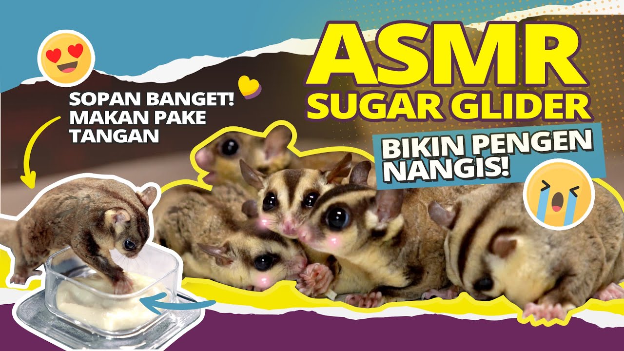 Pertama Kali Bikin ASMR Sugar Glider Sugar Glider Makan Pake Tangan