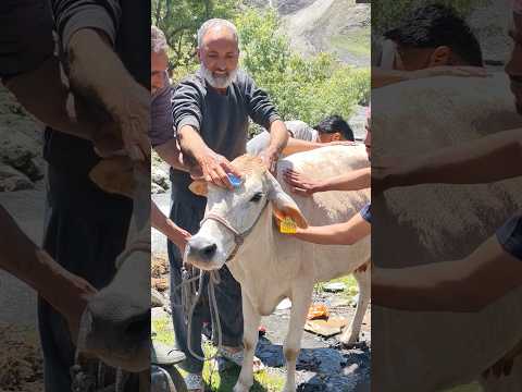 #eid qurban   mubark |eid mubark #shortfeed #shorts #trending #trend #viral #viralvideos #youtubesho