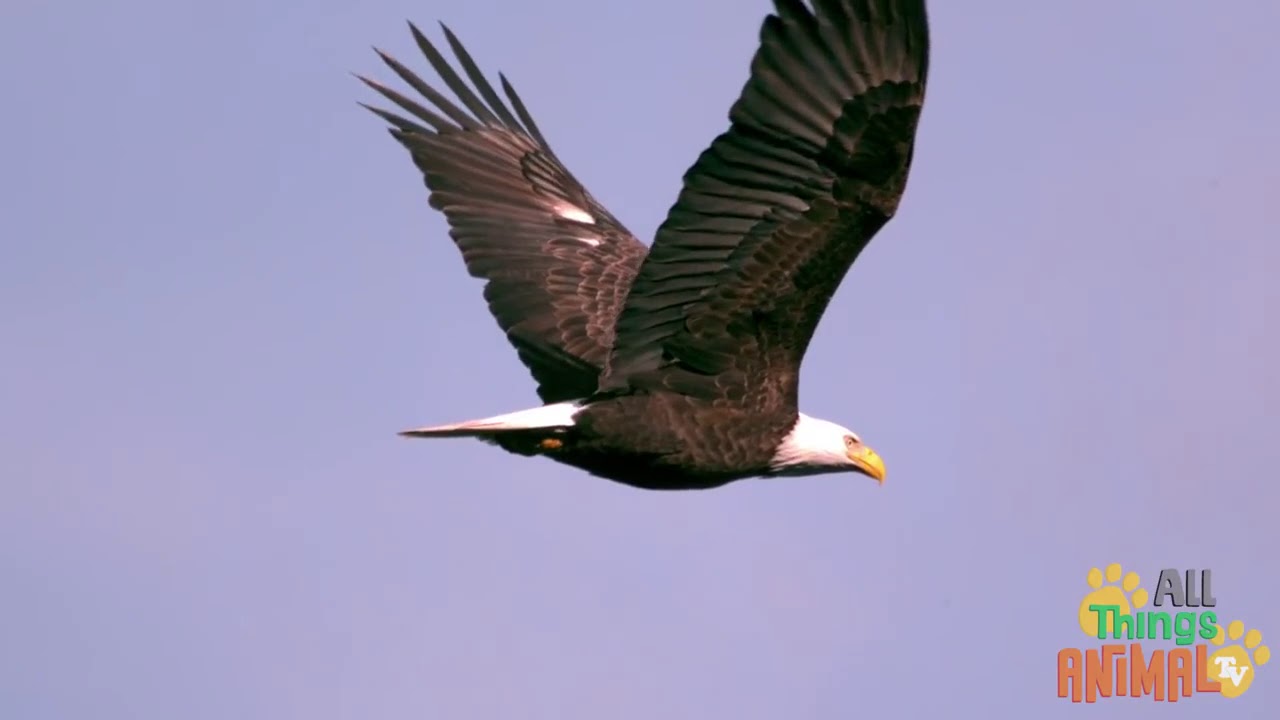 Learning all about Bald Eagles for Children YouTube