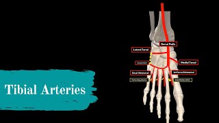 Anterior and Posterior Tibial Arteries (Course + Branches)