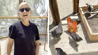 Ellen Responds to Your Questions About Her Chickens
