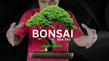 BONSAI NGA TAO - Jhay-know (Lyric Video) | RVW