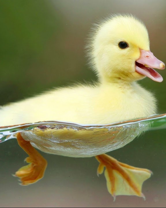 Tiếng vịt con kêu - Duckling