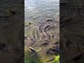 라이브 스트리밍 하이라이트 #animals