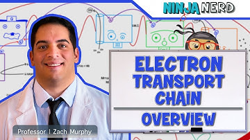 Metabolism | Electron Transport Chain: Overview