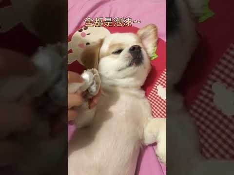 Thú cưng đáng yêu, chó con đáng yêu , baby pet , cute pet #82