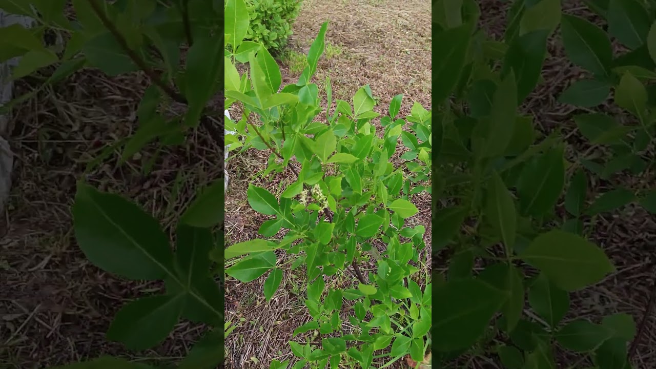 Птелея Трехлистная.