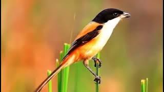 Kicauan Burung Cendet Gacor