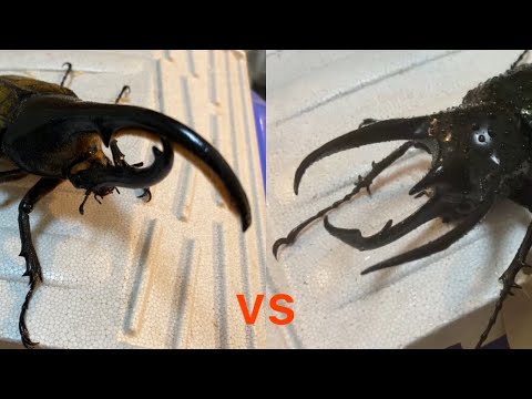 ヘラクレスヘラクレスvsコーカサスオオカブト　Dynastes hercules hercules vs Caucasus beetle