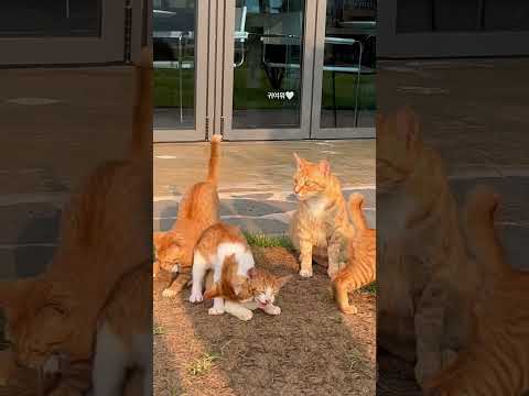고양이 귀여워