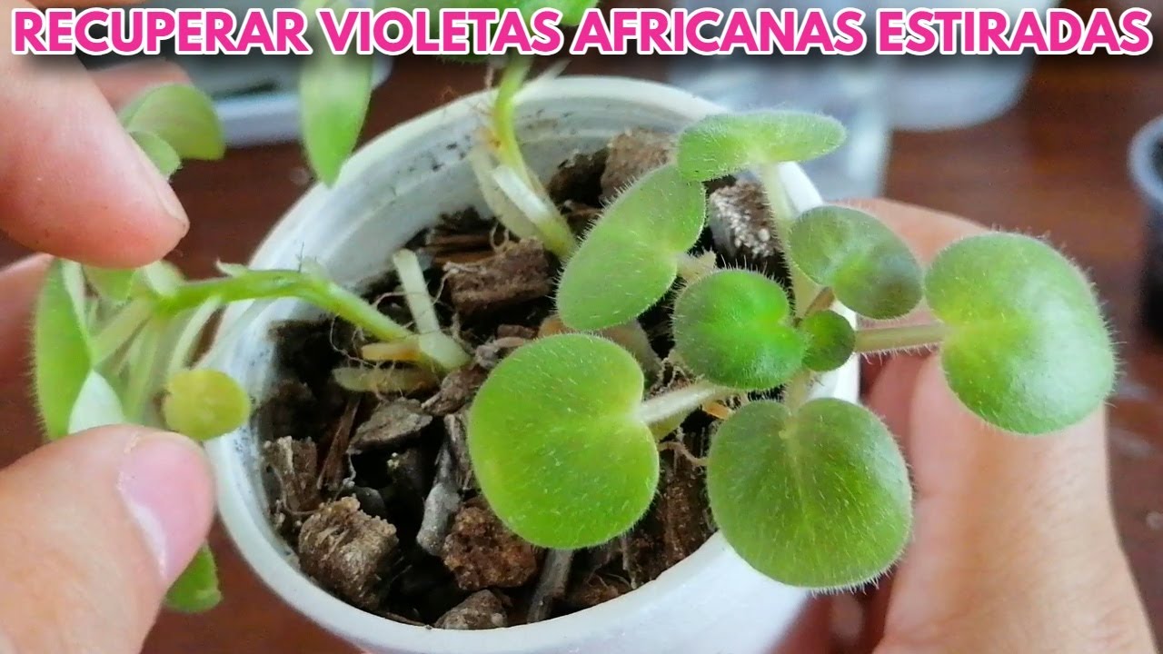 como recuperar la forma en violetas africanas estiradas  chuyito jardinero