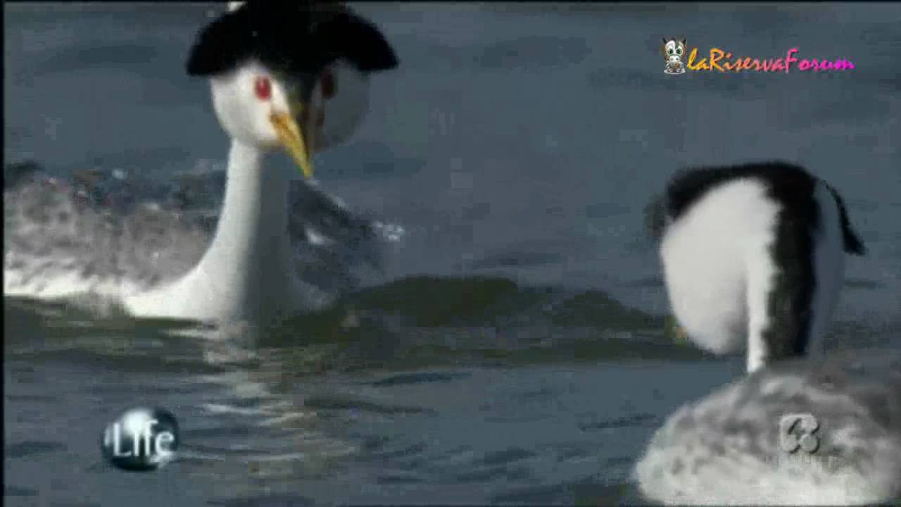 Life: L'elegante inimitabile danza dello Svasso