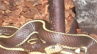 What's up ! today we present to you episode three of reptile care
videos, how for a california king snake! ryan lists many great facts
on keep...