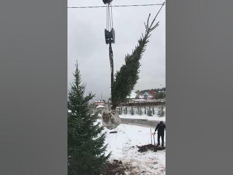 Посадка крупномерных елей - YouTube