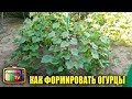 КАК ПРАВИЛЬНО ФОРМИРОВАТЬ ОГУРЦЫ В ОТКРЫТОМ ГРУНТЕ ДЛЯ БОЛЬШОГО УРОЖАЯ