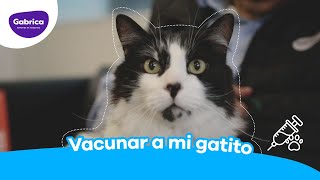 #TuVetResponde:  Vacunas para gatos
