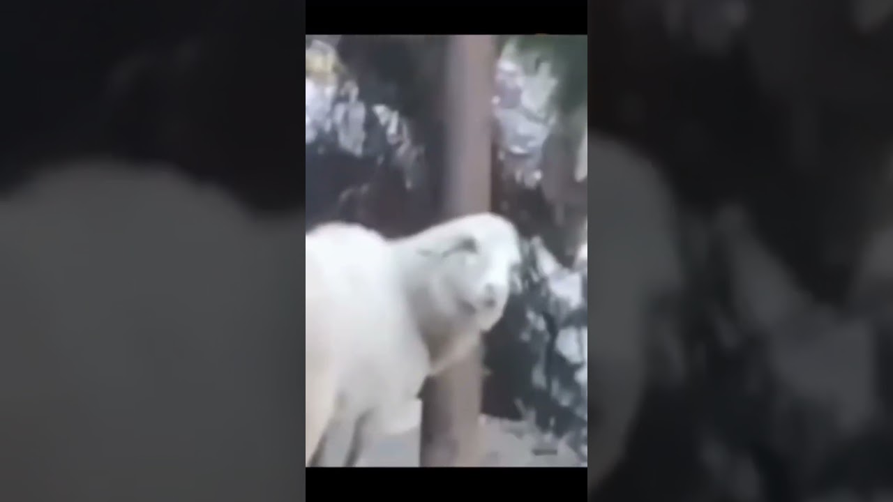 Baaaaah!