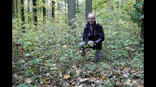 Über die Eichenverjüngung in der Burgaue im Leipziger Auwald