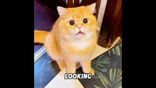 This cat protected its owner again and again.#cat #love #cute #shorts #usa