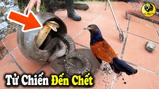 BÌM BỊP Tử Chiến Vs RẮN HỔ MANG - Cái Kết Thảm Cho Rắn Khi Đối Đầu Với Loài Chim Hung Ác Này