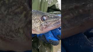 Iowa’s Rathbun Walleye Hatchery #fishing #walleye