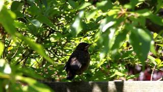 Young Common Blackbird in 720P HD 0