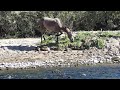 Wild Horses
