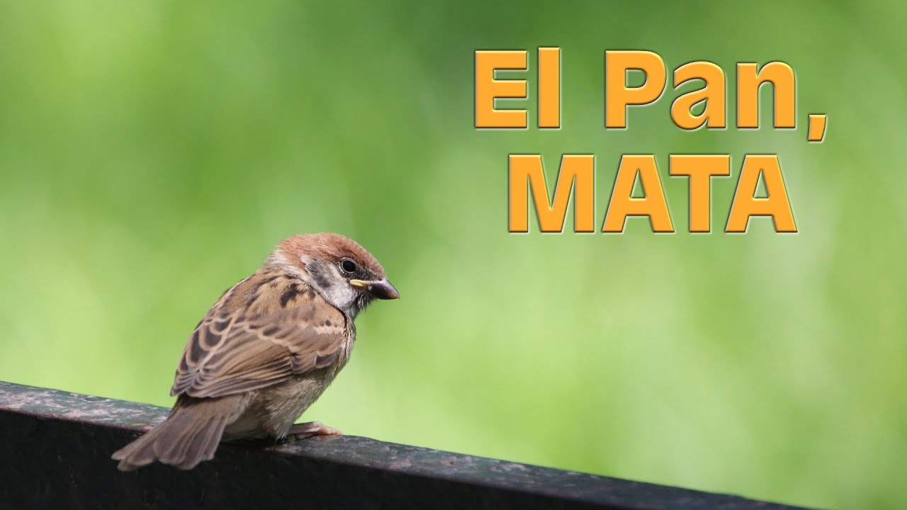 💀🦢NO des de comer PAN a los PÁJAROS. Puedes MATARLOS