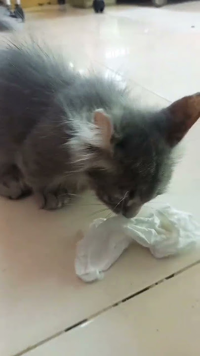 cat xx xkx unsubscribed ssi