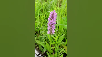 Ятрышник пятнистый (Orchis maculata).💐