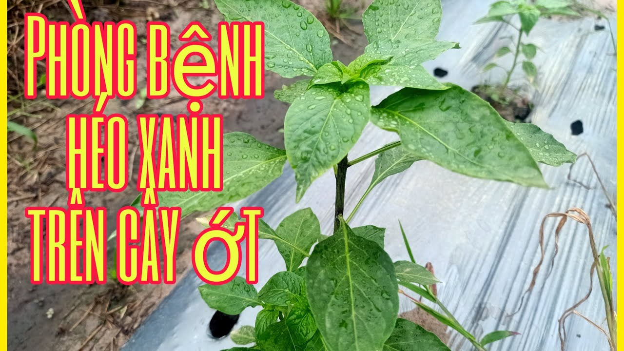 Phòng bệnh héo xanh trên cây ớt