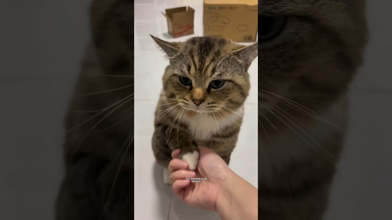 The Power of a Single Meow 🐱✨" 