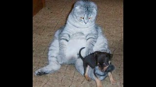 картинка: 😺 Отцепись, дурачёк! 🐶 Смешное видео с собаками, кошками и котятами! 🐱