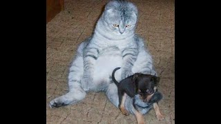 😺 Unhook, crazy! 🐶 Funny video with dogs, cats and kittens! 🐱