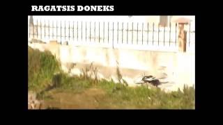 Ragatsis Doneks - Kimina Thessalonikis