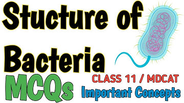 STRUCTURE OF BACTERIA | MCQS | PROKARYOTES | BIOLOGY 11 and MDCAT | NEET