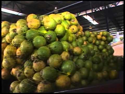 Vídeo: Doença De Clasterosporium Em Frutas De Caroço