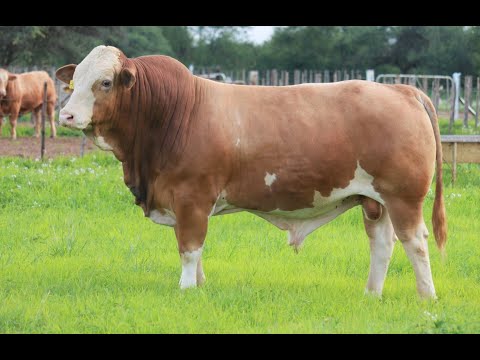Video CSS 2021 - Lot 5 - Kamab Len - youtube