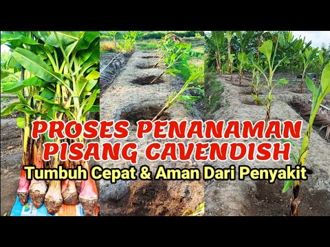 Cara Tanam Pisang Buah Besar