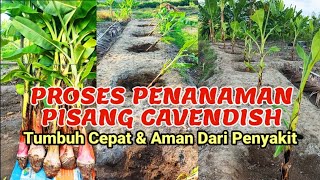Cara Menanam Pisang Cavendish Supaya Tumbuh Dan Berbuah Cepat Serta Aman Dari Hama Penyakit
