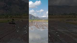 Download Lagu kuntul #birds #zebradove #nature #jalanyangjauhjanganlupapulang #lifeisbutadream #wildlife MP3