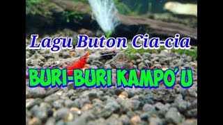 Lagu Buton Cia-cia \