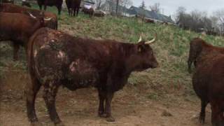 La sortie des vaches salers de l'élevage Fournier