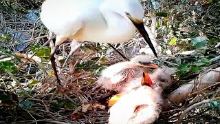 Ep. 217 little egre Baby cries for food#birds #birdsofinstagram