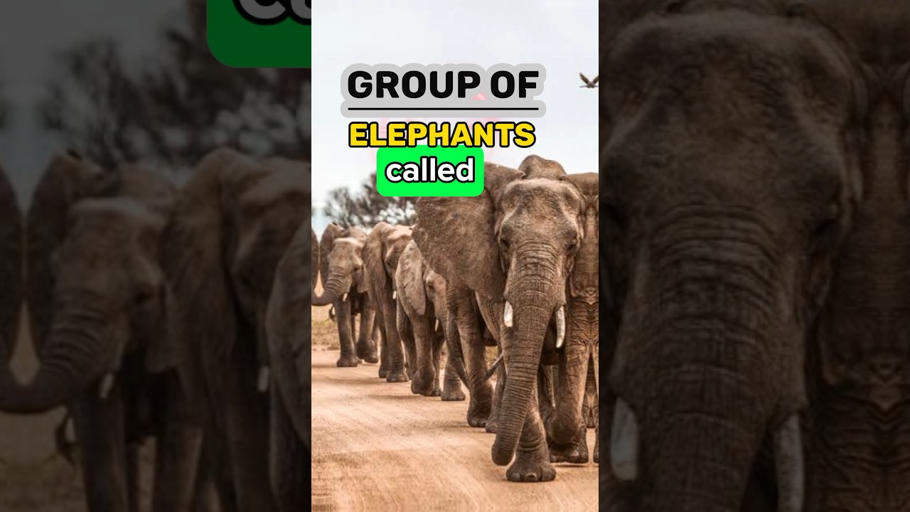 Elephant group called? 