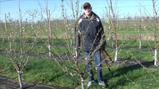 Celebrity Pruning Gisela cherry trained to KGB Wealth