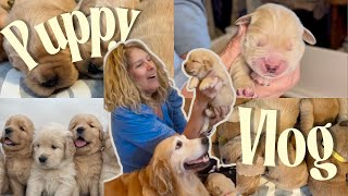 Our Puppies Are 4 Weeks Old Playpen Upgrade BIG Milestones